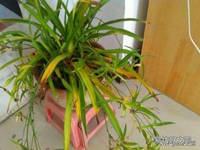 吊兰花怎样养才能嫩绿有光泽?