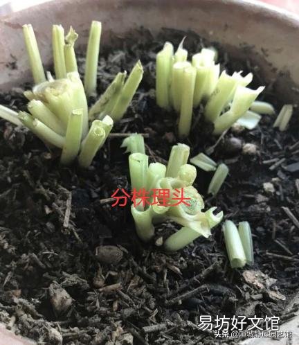 吊兰花怎样养才能嫩绿有光泽?