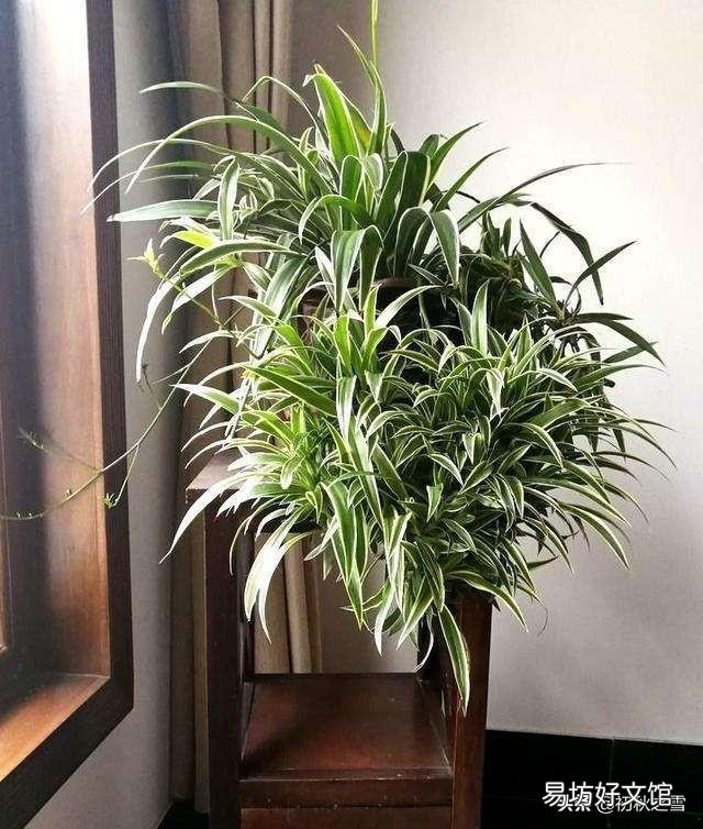 吊兰花怎样养才能嫩绿有光泽?