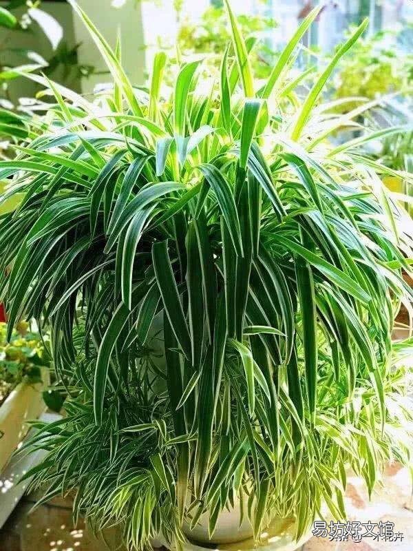 吊兰花怎样养才能嫩绿有光泽?