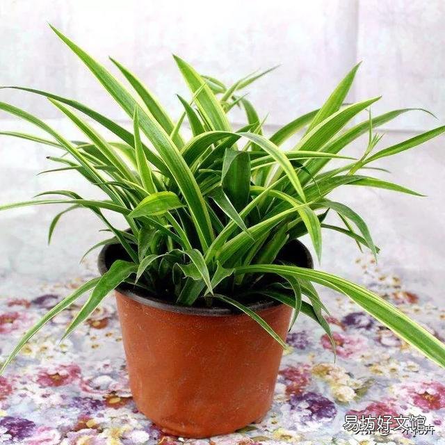 吊兰花怎样养才能嫩绿有光泽?
