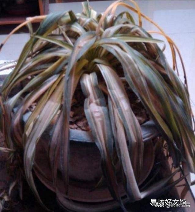 吊兰花怎样养才能嫩绿有光泽?