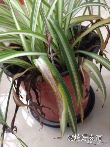 吊兰花怎样养才能嫩绿有光泽?