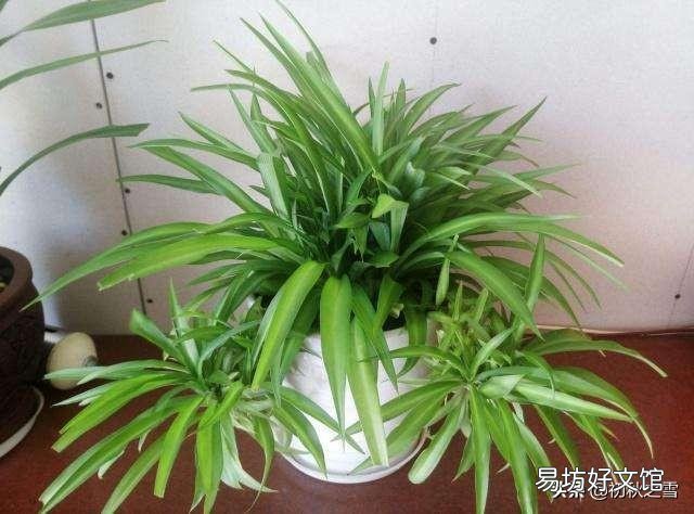 吊兰花怎样养才能嫩绿有光泽?