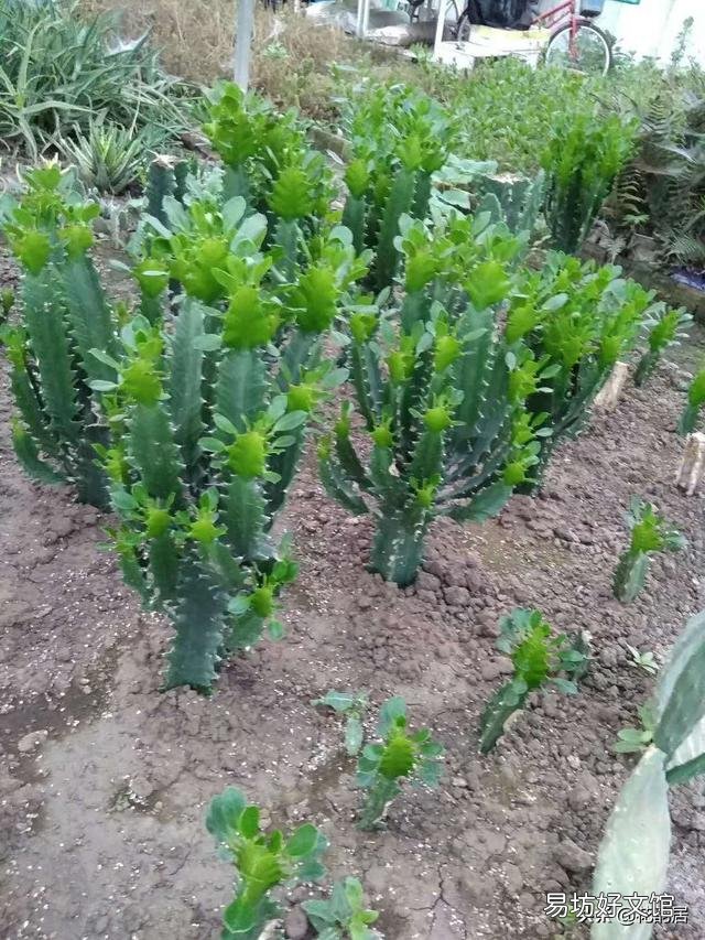 龙骨新长出来茎有点干瘪，叶子也黄了，怎么回事，是缺水吗？