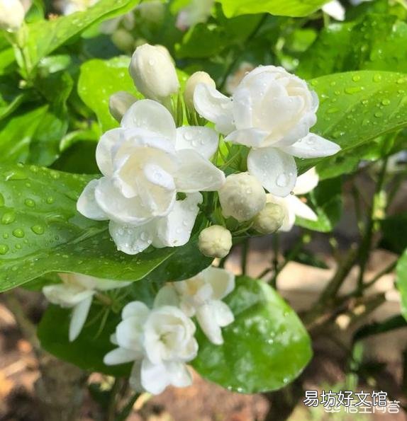 茉莉花换盆后什么时间浇肥?