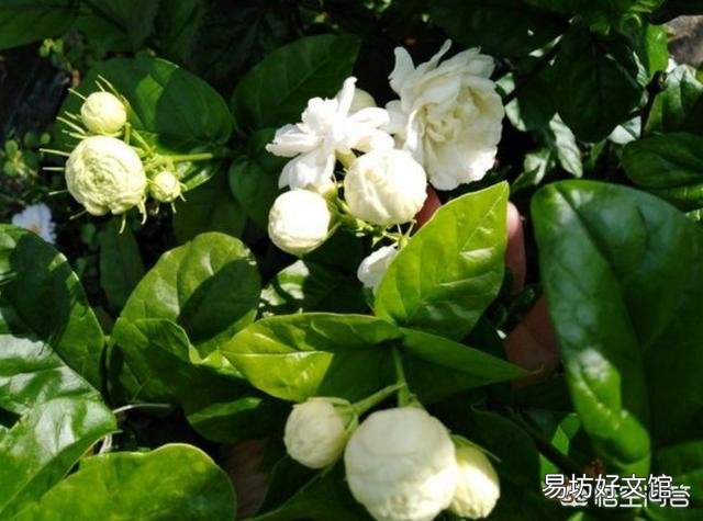 茉莉花换盆后什么时间浇肥?