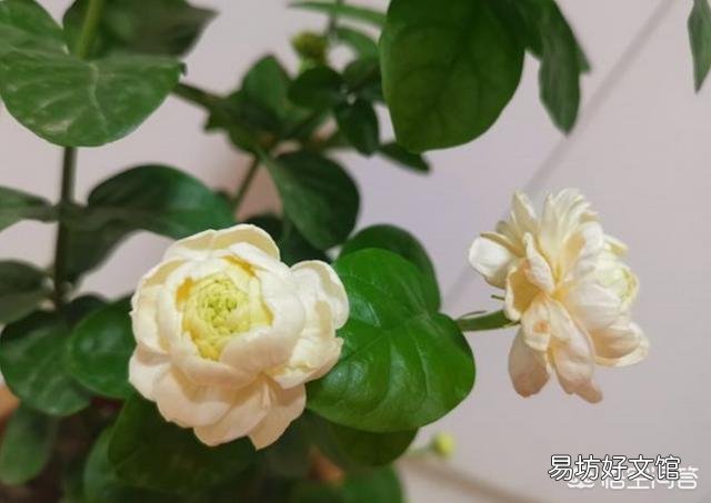 茉莉花换盆后什么时间浇肥?