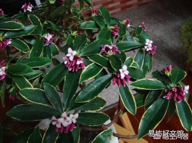 金边瑞香建议放房间里吗?