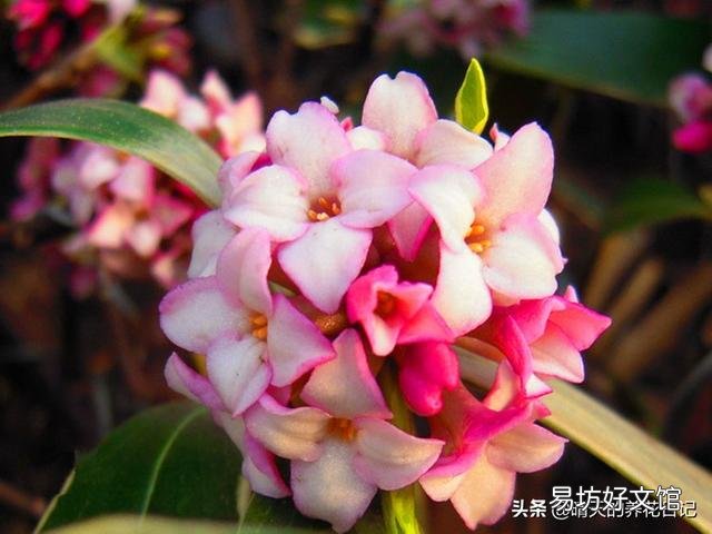 金边瑞香建议放房间里吗?