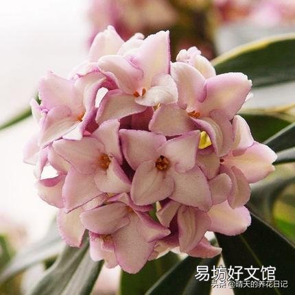 金边瑞香建议放房间里吗?