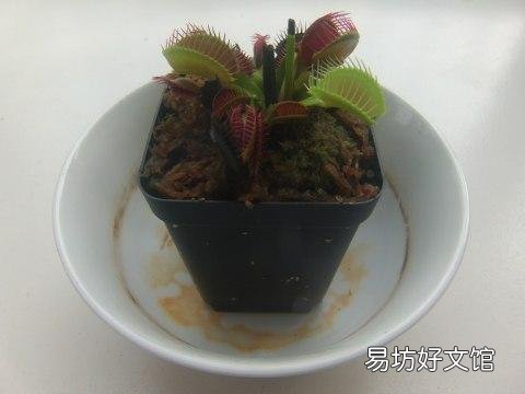 网购的捕蝇草到底该怎么养护?