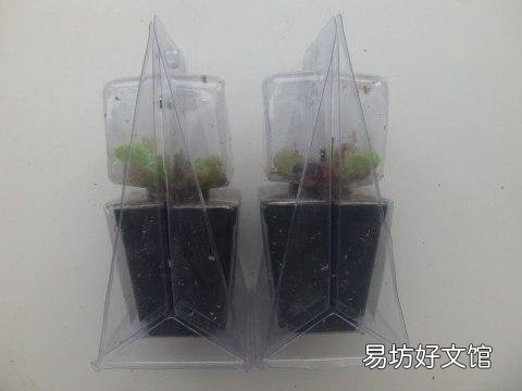 网购的捕蝇草到底该怎么养护?
