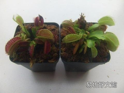 网购的捕蝇草到底该怎么养护?