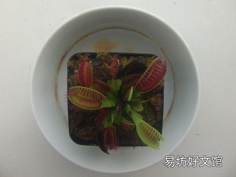 网购的捕蝇草到底该怎么养护?