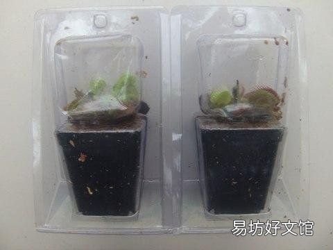 网购的捕蝇草到底该怎么养护?