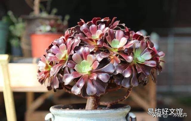 现在十月份了,如何给法师多肉浇水?
