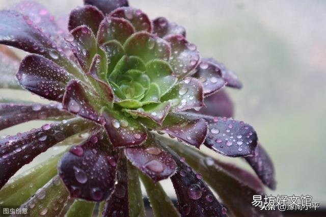 现在十月份了,如何给法师多肉浇水?
