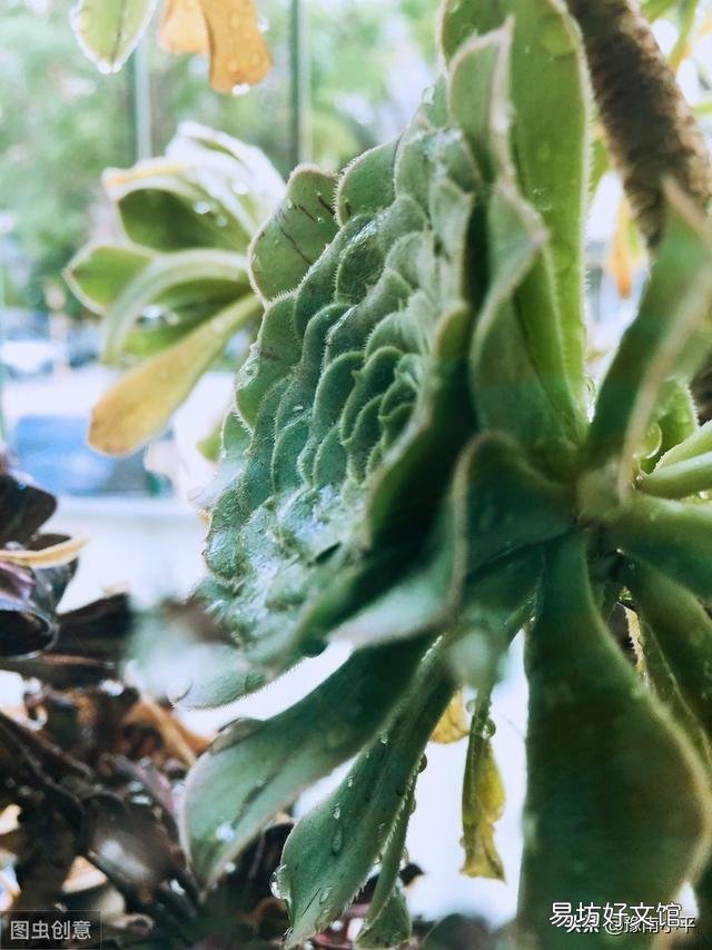 现在十月份了,如何给法师多肉浇水?