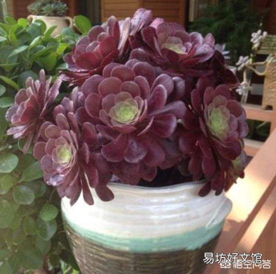现在十月份了,如何给法师多肉浇水?
