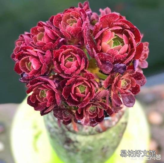 现在十月份了,如何给法师多肉浇水?