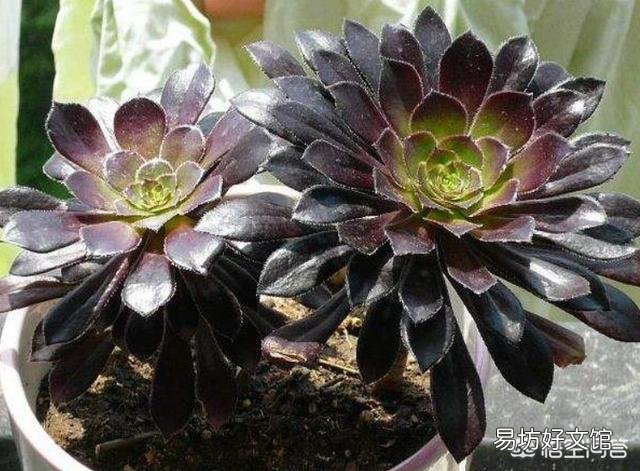 现在十月份了,如何给法师多肉浇水?