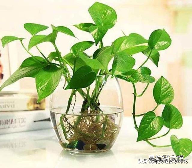 懒人水培绿萝可以用自己沤制肥料吗？比如啤酒水，大米水，大豆水？