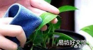 懒人水培绿萝可以用自己沤制肥料吗？比如啤酒水，大米水，大豆水？