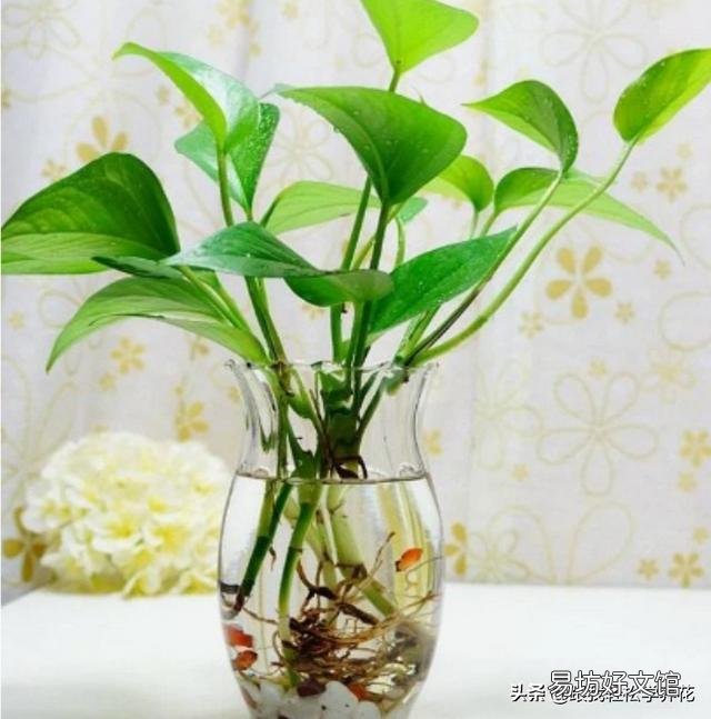 懒人水培绿萝可以用自己沤制肥料吗？比如啤酒水，大米水，大豆水？