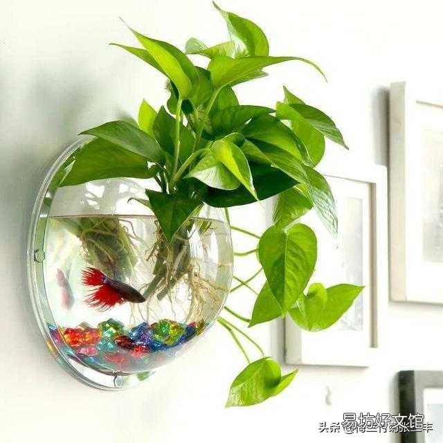 懒人水培绿萝可以用自己沤制肥料吗？比如啤酒水，大米水，大豆水？