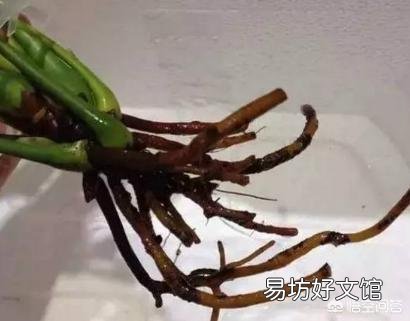 懒人水培绿萝可以用自己沤制肥料吗？比如啤酒水，大米水，大豆水？