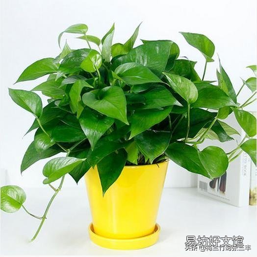 懒人水培绿萝可以用自己沤制肥料吗？比如啤酒水，大米水，大豆水？