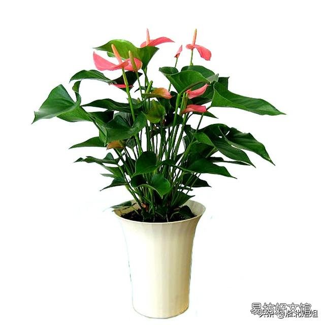 粉掌叶子不展是怎么回事？
