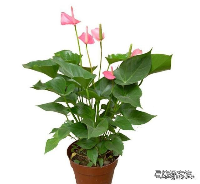 粉掌叶子不展是怎么回事？