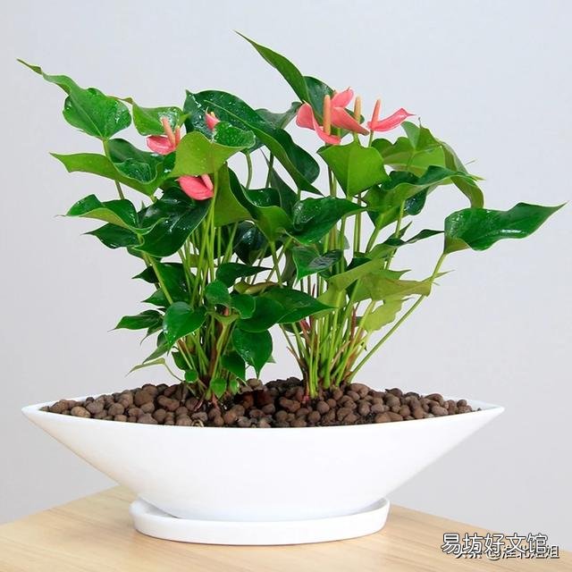 粉掌叶子不展是怎么回事？