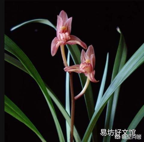 四季兰干叶怎么办?