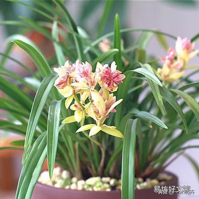 四季兰干叶怎么办?