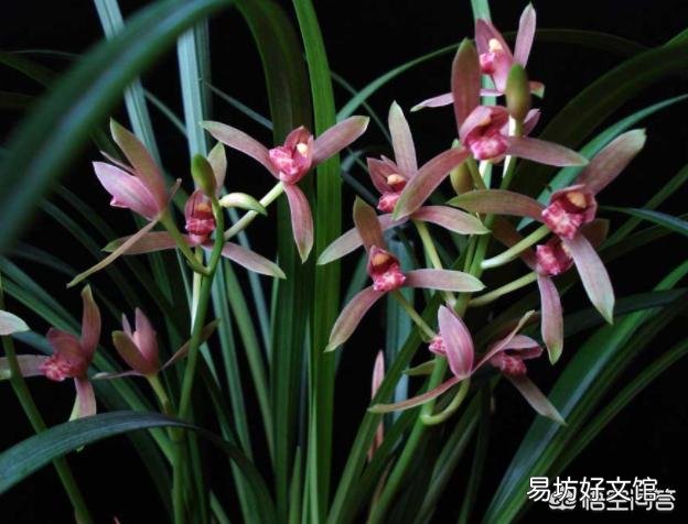 四季兰干叶怎么办?