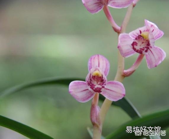 四季兰干叶怎么办?