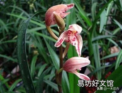 四季兰干叶怎么办?