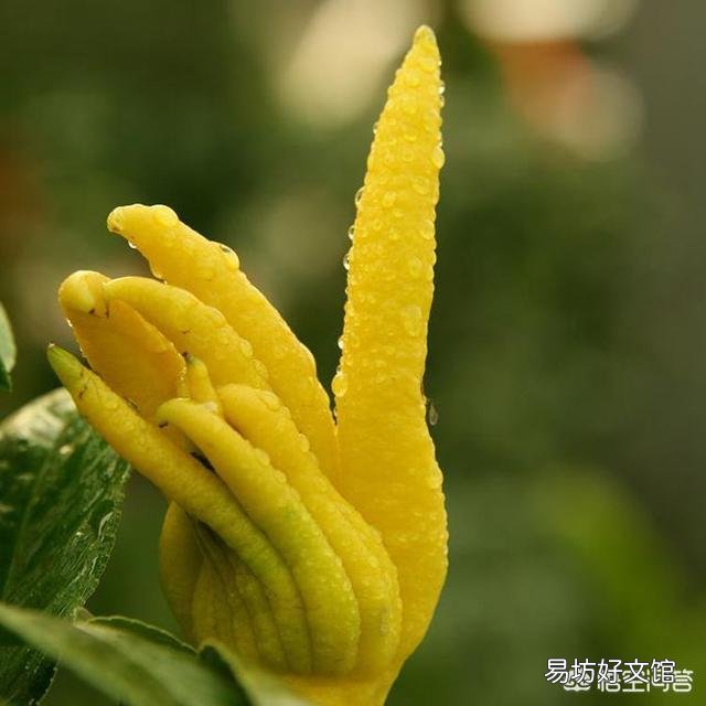 佛手花该怎样养护?