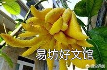 佛手花该怎样养护?