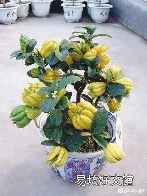 佛手花该怎样养护?