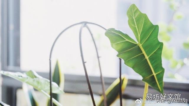 室内栽花种树是一种怎样的体验?