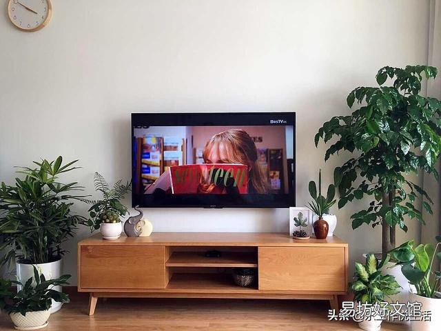 室内栽花种树是一种怎样的体验?