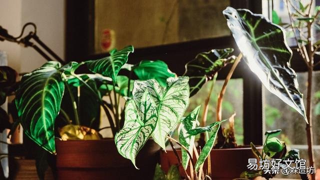 室内栽花种树是一种怎样的体验?