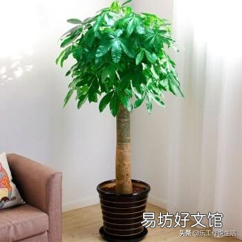 室内栽花种树是一种怎样的体验?