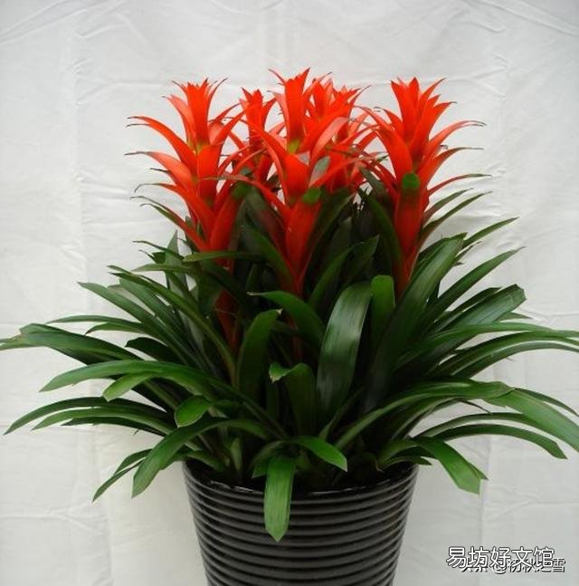 适合屋内开红花的花有哪种?如何养护?