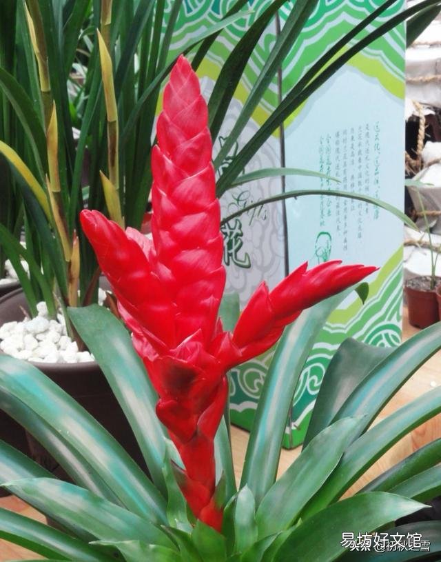 适合屋内开红花的花有哪种?如何养护?