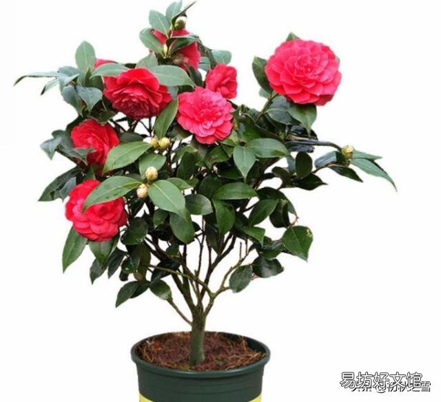 适合屋内开红花的花有哪种?如何养护?
